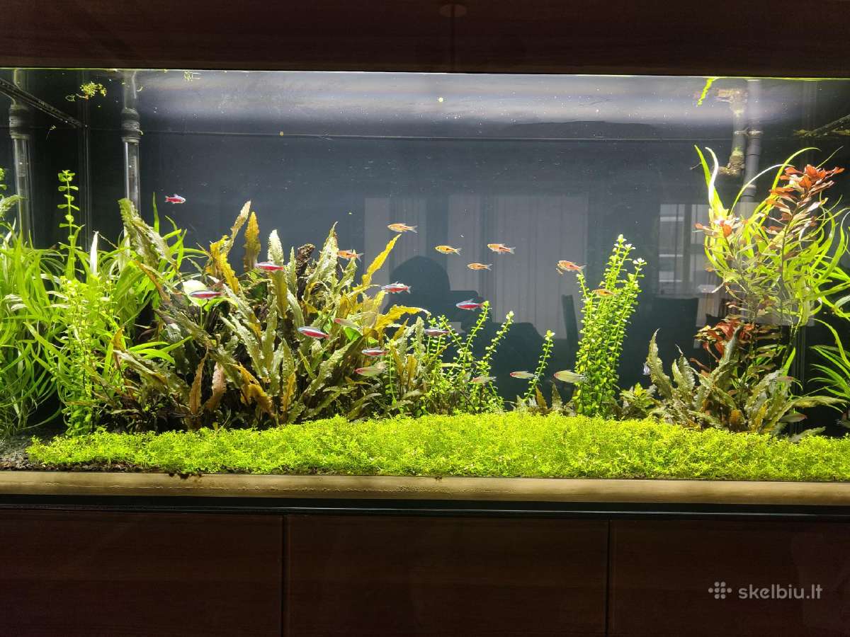 Parduodu Aquael akvariumą, 260l - nuotraukos Nr. 3
