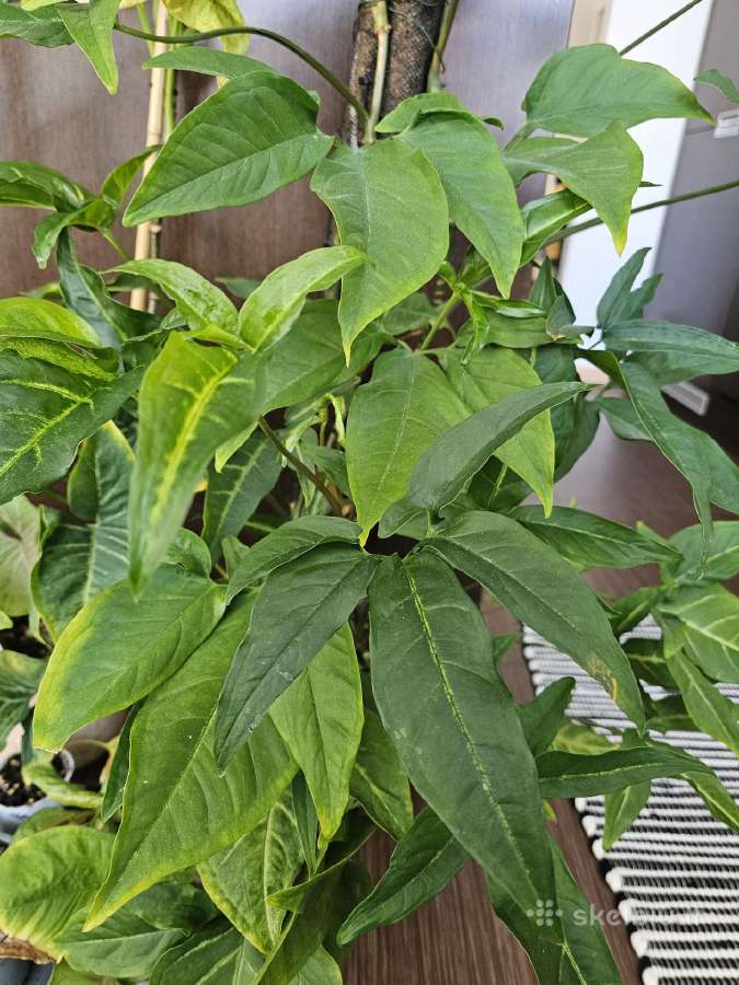 Syngonium angustatum