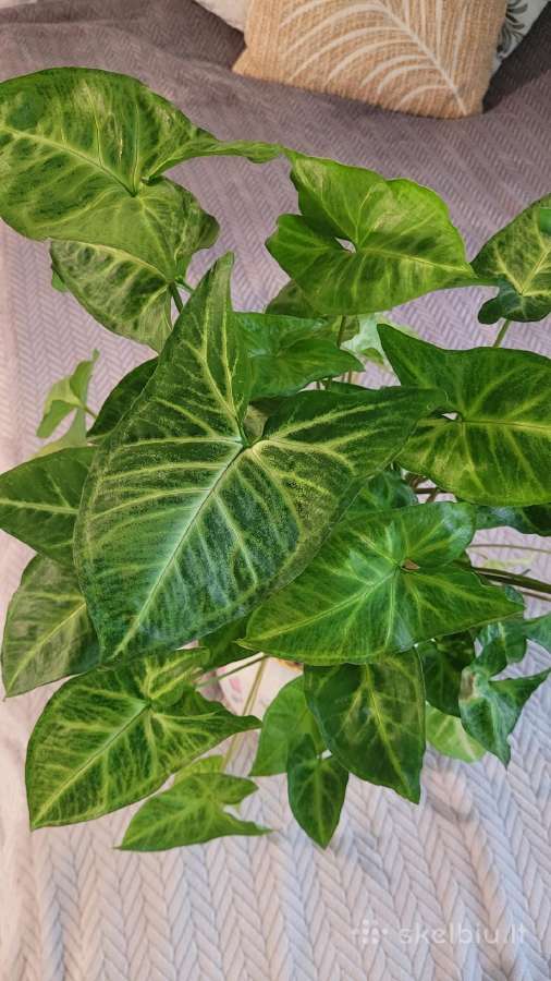 Syngonium Podophyllum