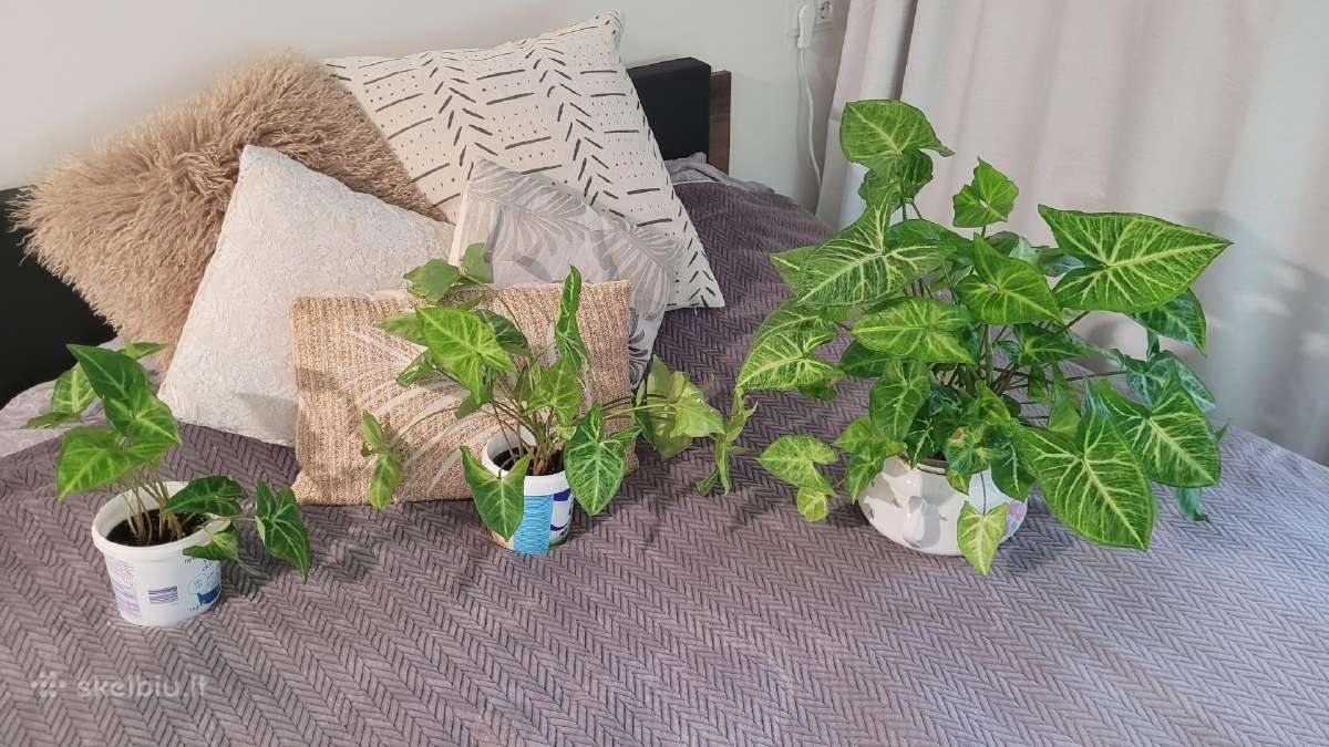 Syngonium Podophyllum - nuotraukos Nr. 2