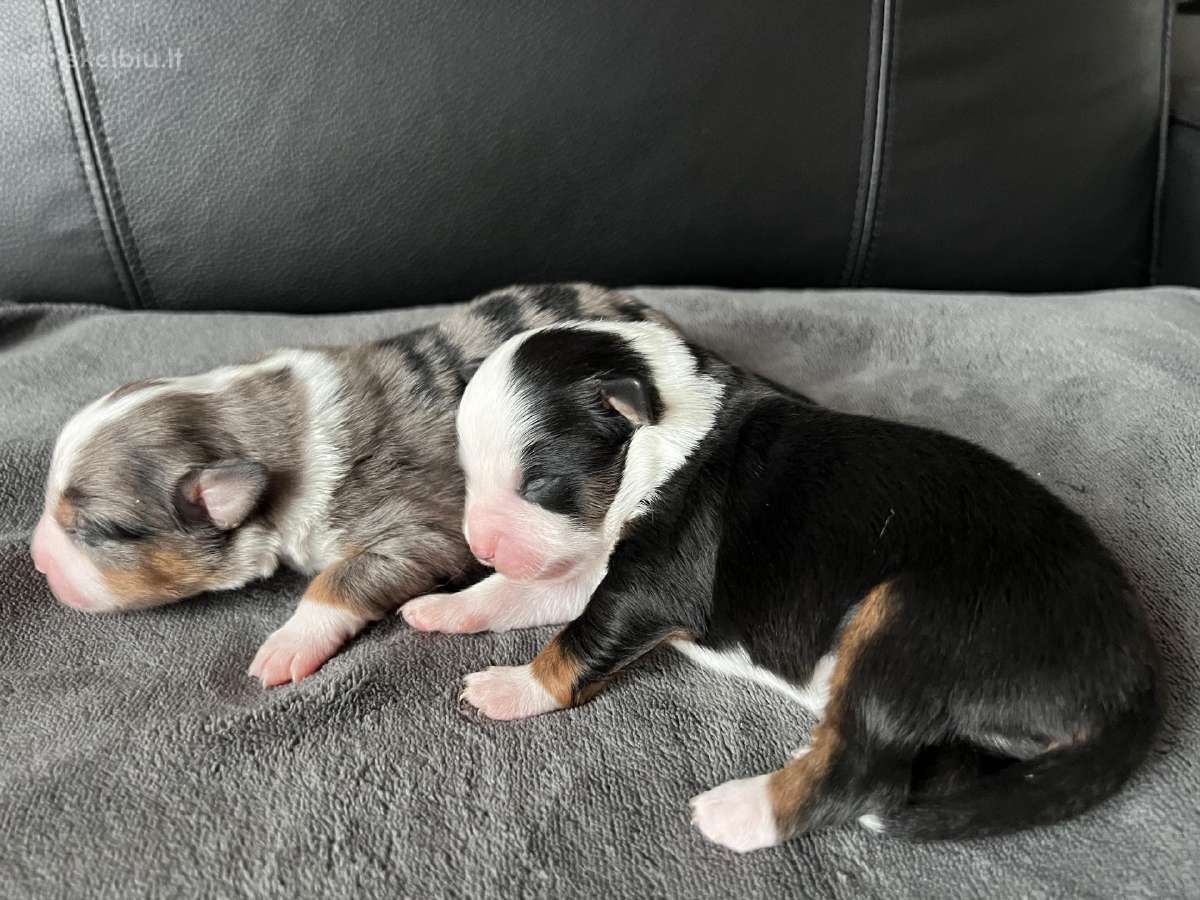 Mini Aussie /Miniatiūrinis amerikos avigan. /Mas - nuotraukos Nr. 9