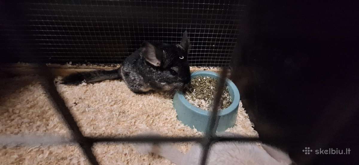 Šinšilos