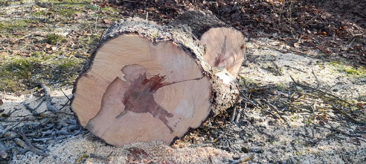 Parduodamos kriaušės medienos kaladės - nuotraukos Nr. 2