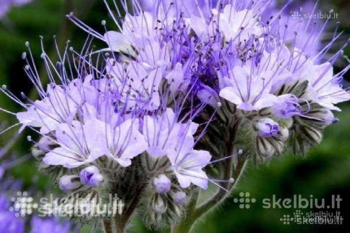 Medingi augalai, Facelija, garstycia, dobiliukai