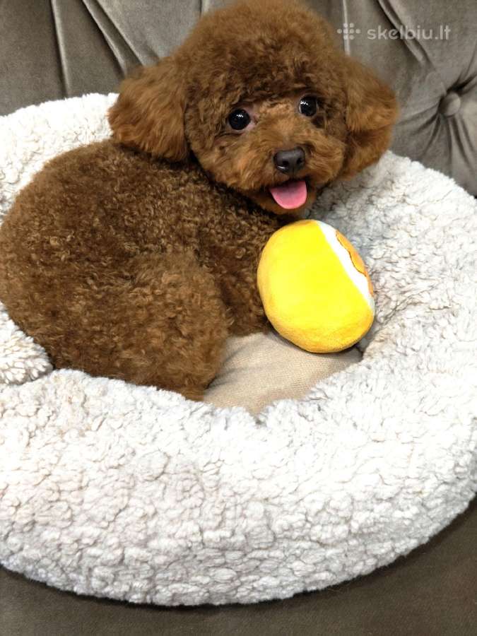 Mini toy pudeliukas
