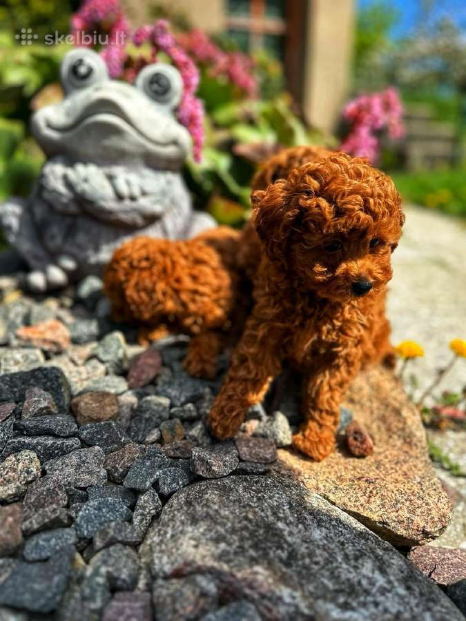 Toy pudeliukai su k.d.