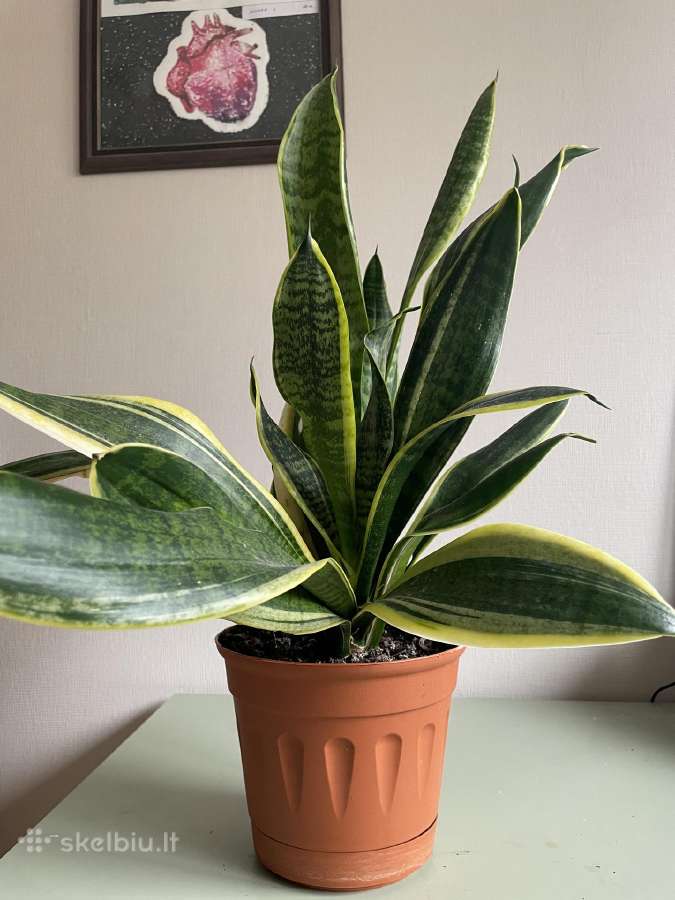 Sansevjera trijuostė Laurenti 60 cm