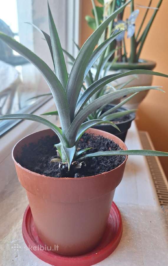 Vazoninis augalas ananasas
