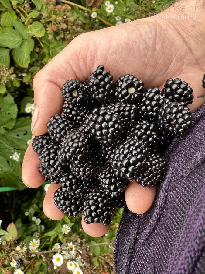 Agrastu,juodieji serbentai raudonuju avieciu uogos - nuotraukos Nr. 10