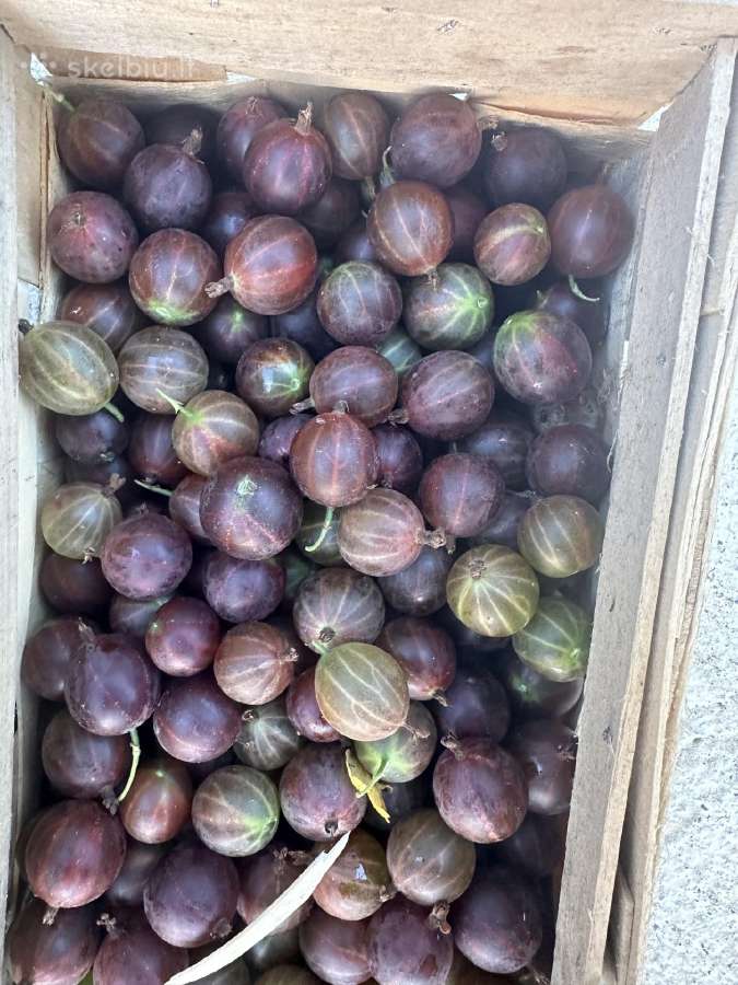 Agrastu,juodieji serbentai raudonuju avieciu uogos - nuotraukos Nr. 8