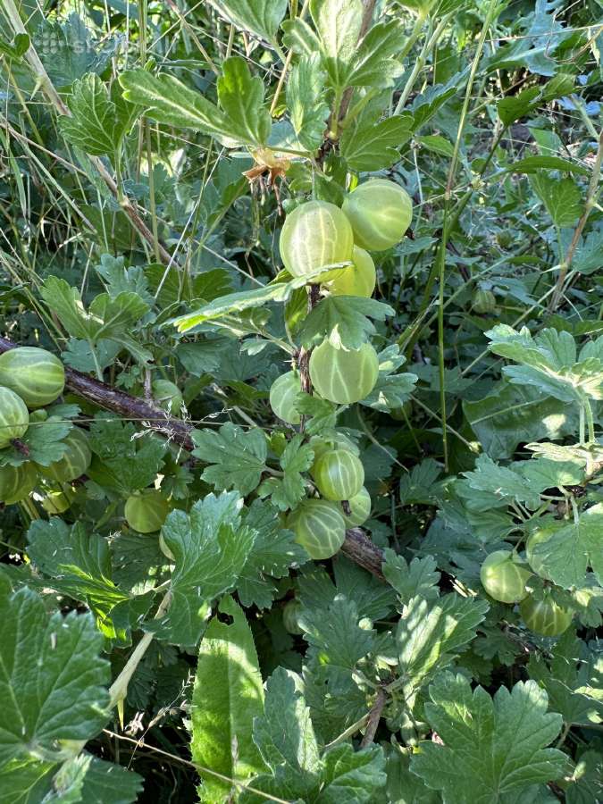 Agrastu,juodieji serbentai raudonuju avieciu uogos - nuotraukos Nr. 16