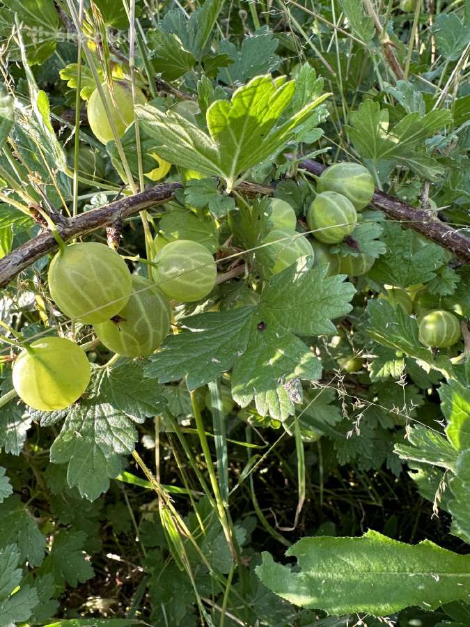 Agrastu,juodieji serbentai raudonuju avieciu uogos - nuotraukos Nr. 19