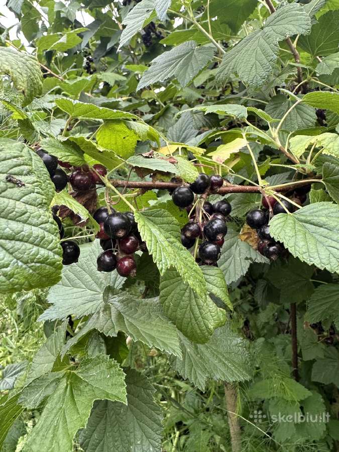 Agrastu,juodieji serbentai raudonuju avieciu uogos - nuotraukos Nr. 17
