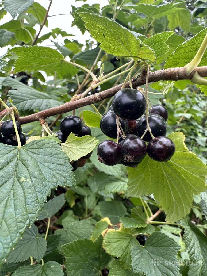 Agrastu,juodieji serbentai raudonuju avieciu uogos - nuotraukos Nr. 3