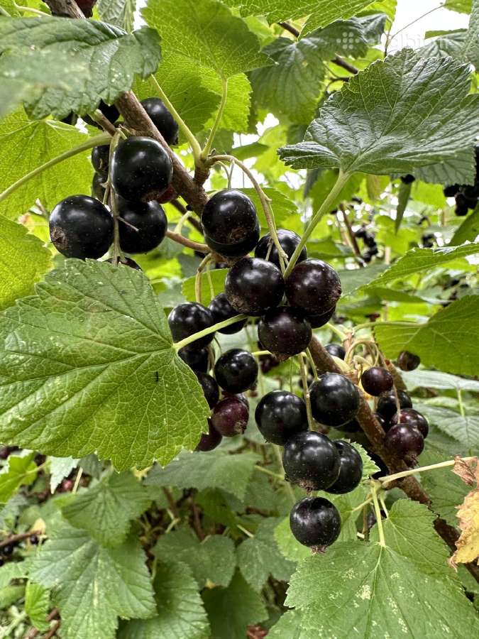 Agrastu,juodieji serbentai raudonuju avieciu uogos