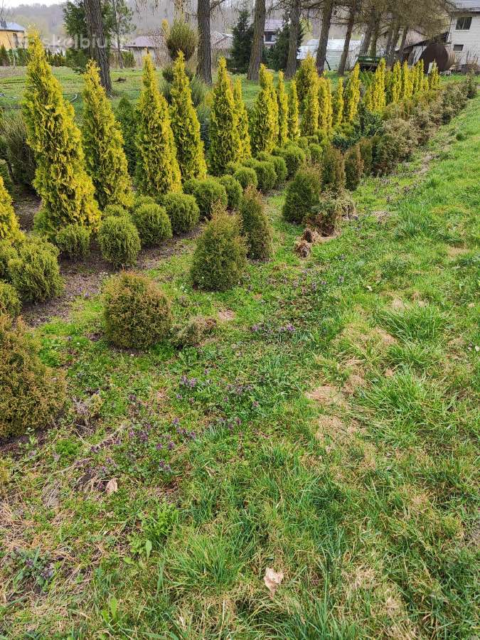 Parduodu tujas: smaragd, gold smaragd, brabant
