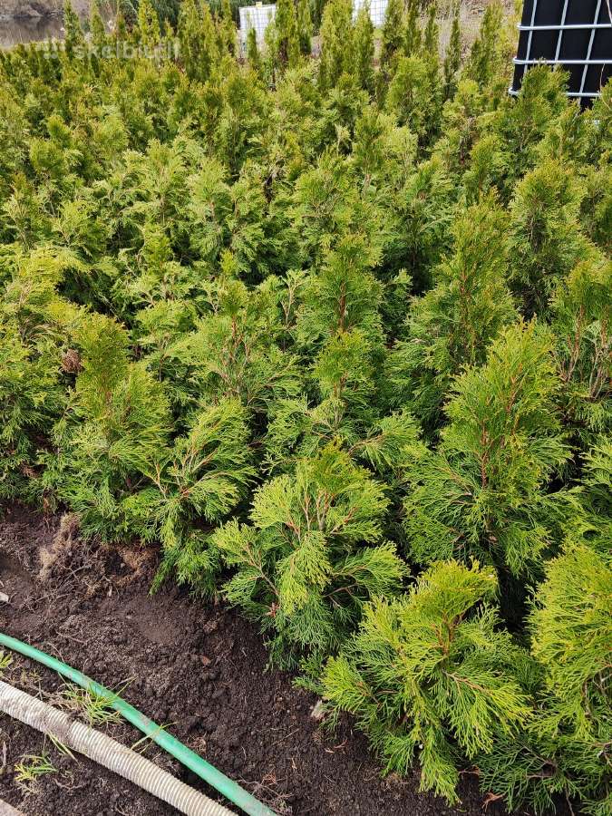 Parduodu tujas: smaragd, gold smaragd, brabant - nuotraukos Nr. 2