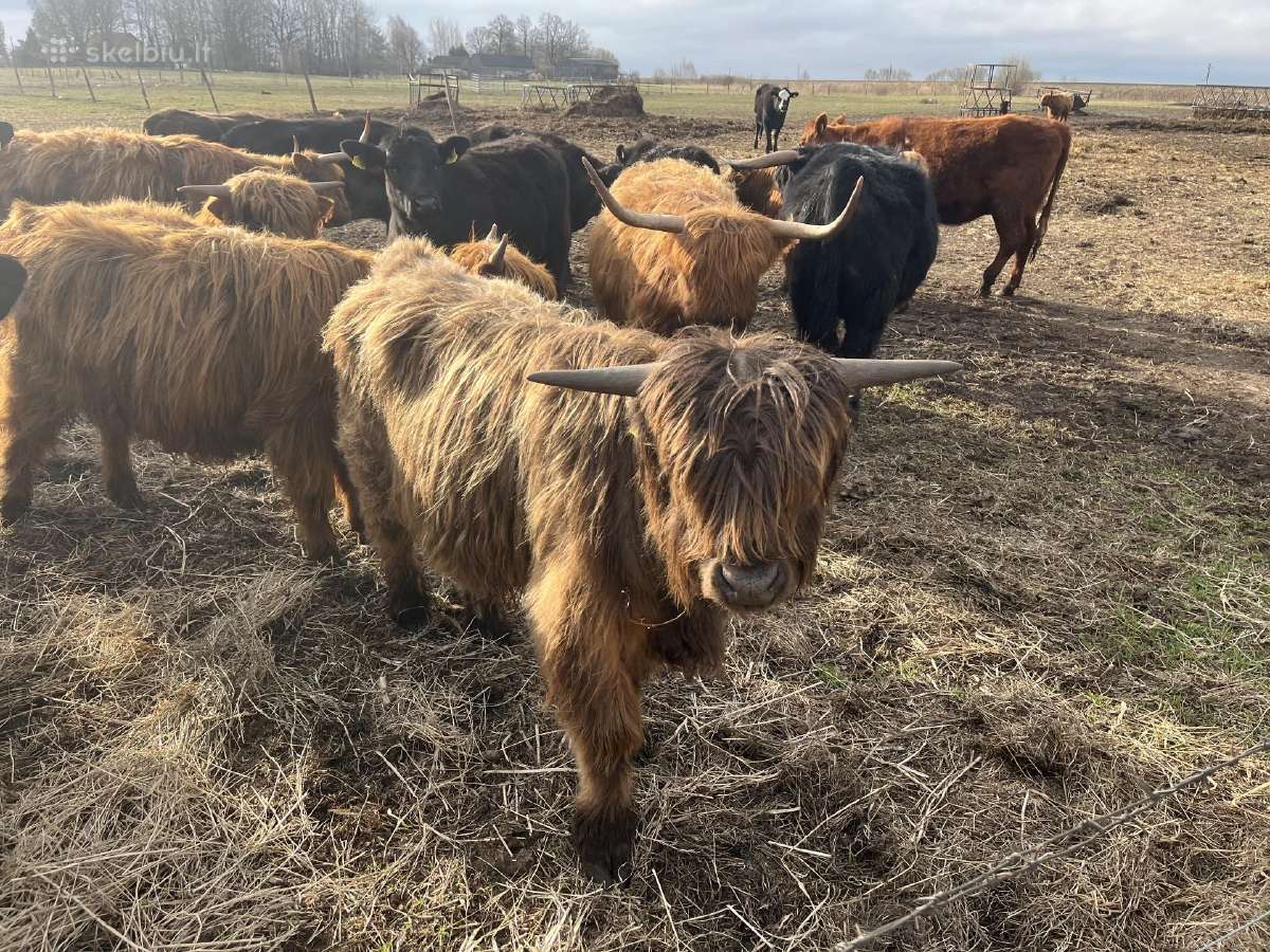 Grynaveislė Hailend veislės telyčaitė