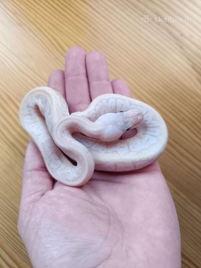 Python regius (Ball python)