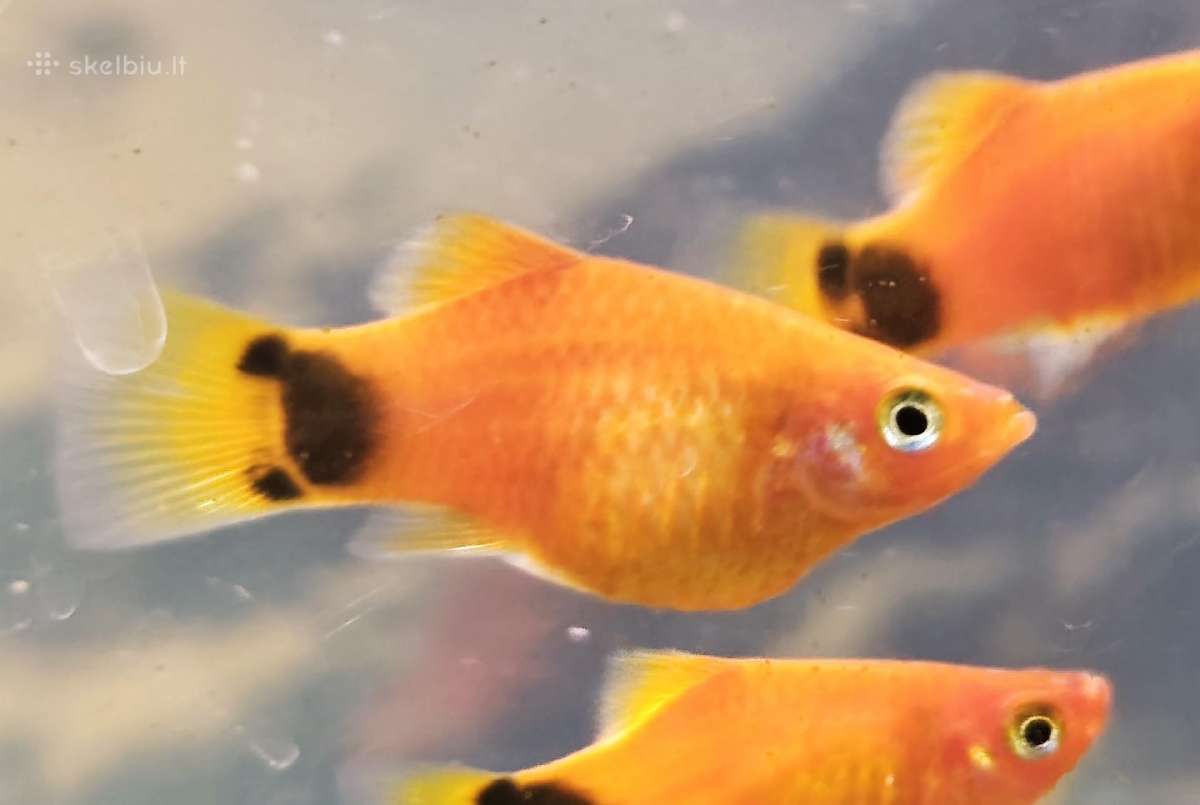 Įv. akvariuminės žuvelės Šiauliuose - nuotraukos Nr. 29