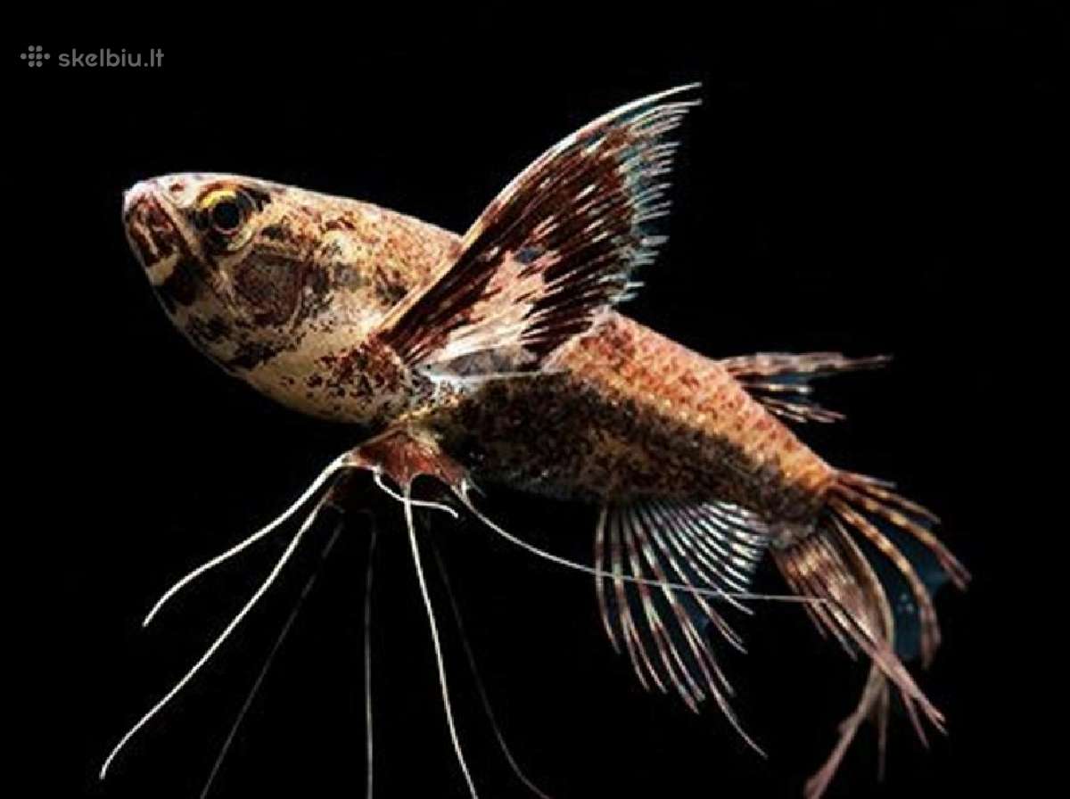 Įv. akvariuminės žuvelės Šiauliuose - nuotraukos Nr. 32