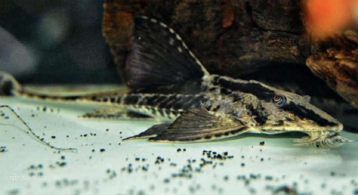 Įv. akvariuminės žuvelės Šiauliuose - nuotraukos Nr. 33