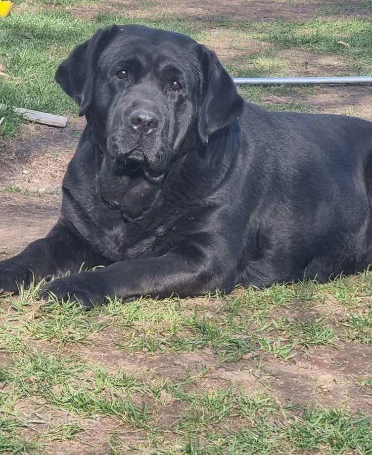 Kilmingi juodi labradorai - nuotraukos Nr. 12