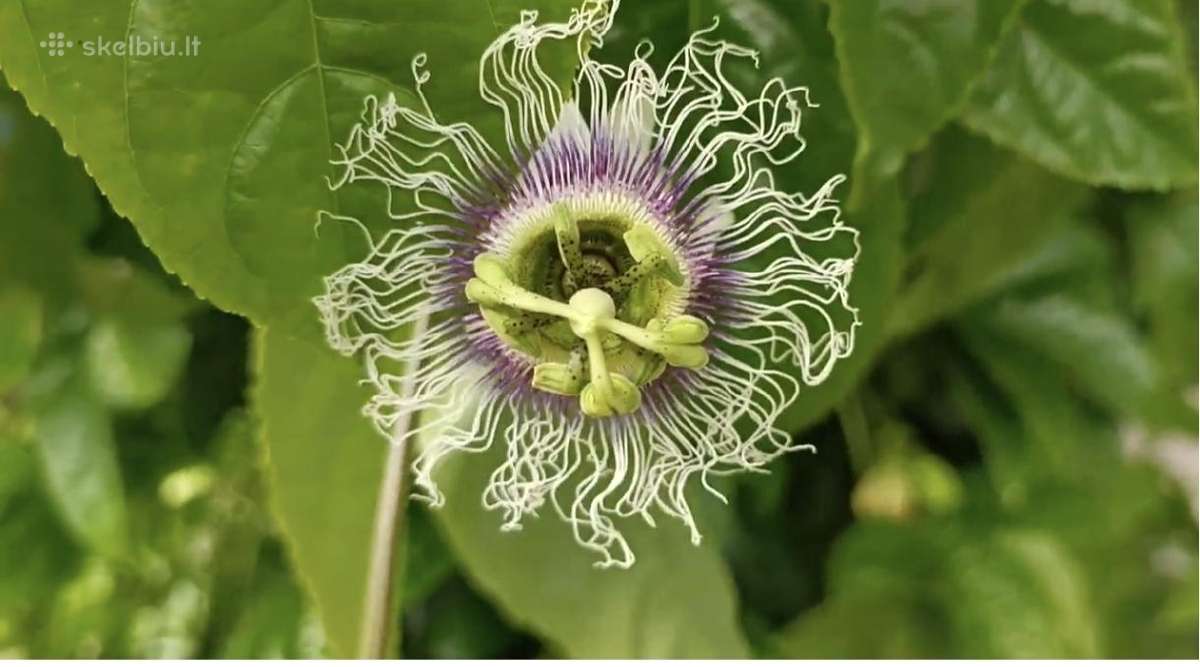 Maracuja.pasiflora - nuotraukos Nr. 2
