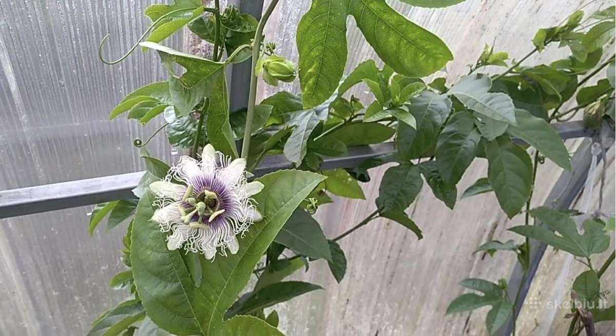 Maracuja.pasiflora - nuotraukos Nr. 3