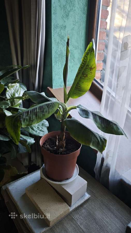 Bananmedis