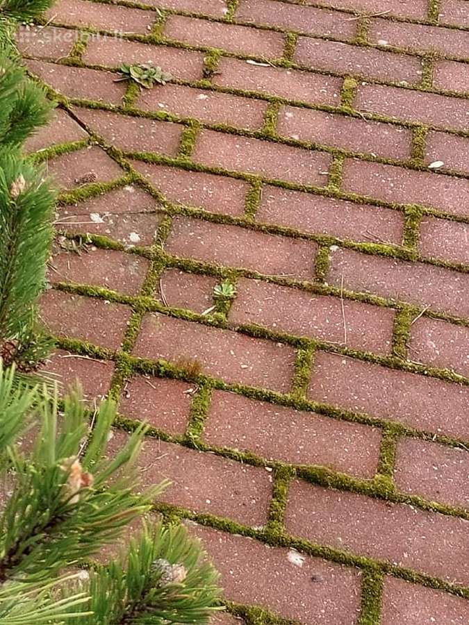 Profesionalus trinkelių, fasadų ir stogų plovimas - nuotraukos Nr. 28
