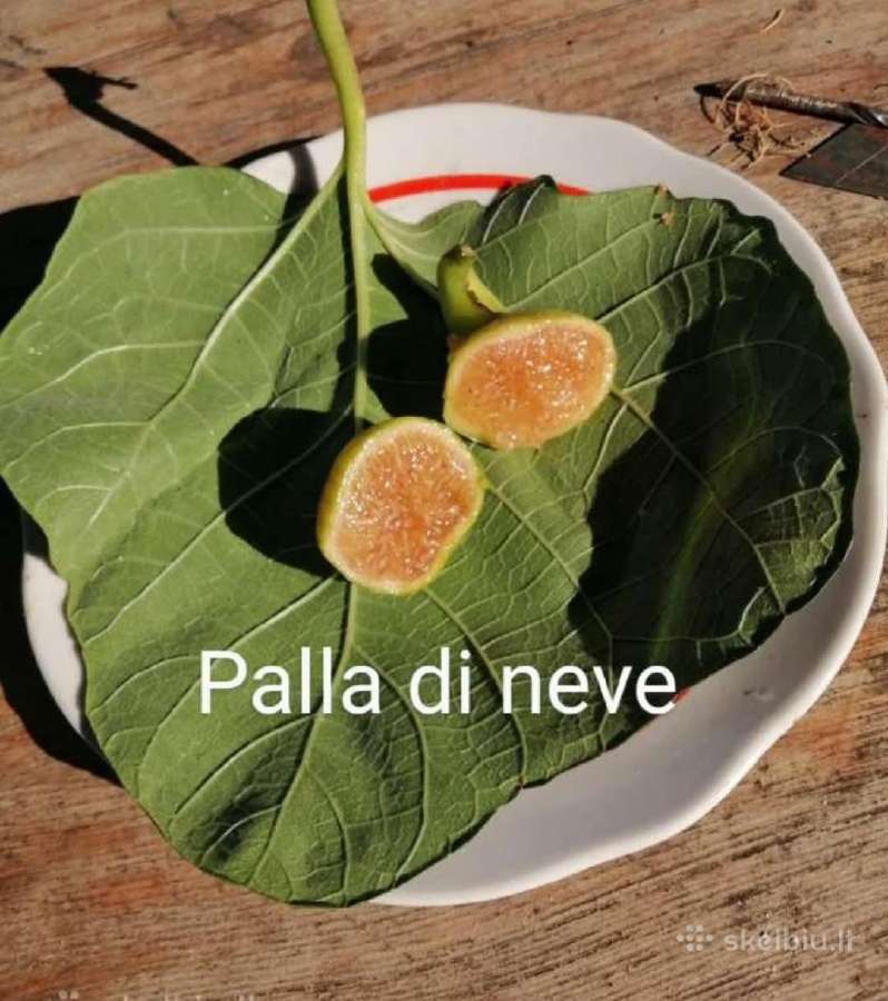 Figmedžių dvimečiai, gervuogių, bruknių sodinukai. - nuotraukos Nr. 30