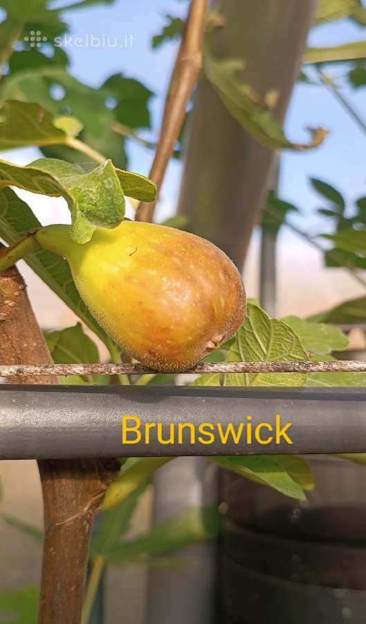 Figmedžių dvimečiai, gervuogių, bruknių sodinukai. - nuotraukos Nr. 33