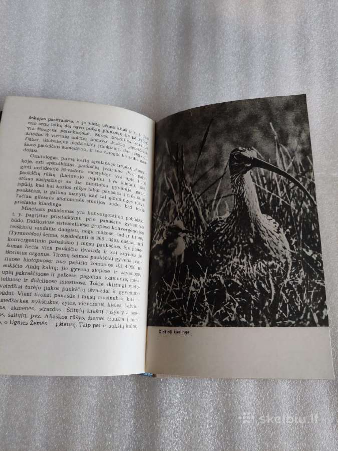 Pasaulio paukščiai - nuotraukos Nr. 5
