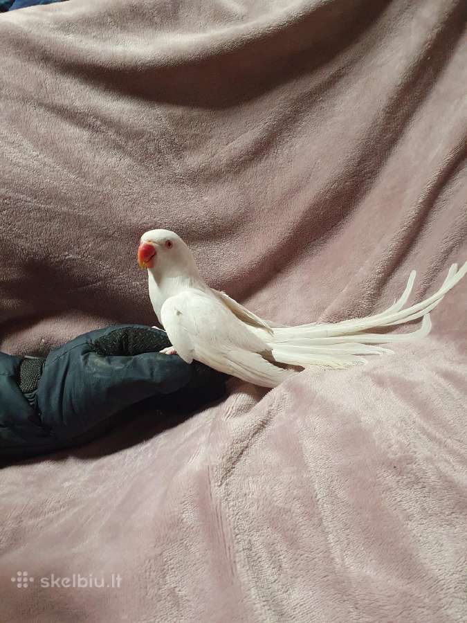 Kramerio papūgėlė 1.5metų