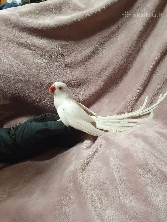 Kramerio papūgėlė 1.5metų - nuotraukos Nr. 2
