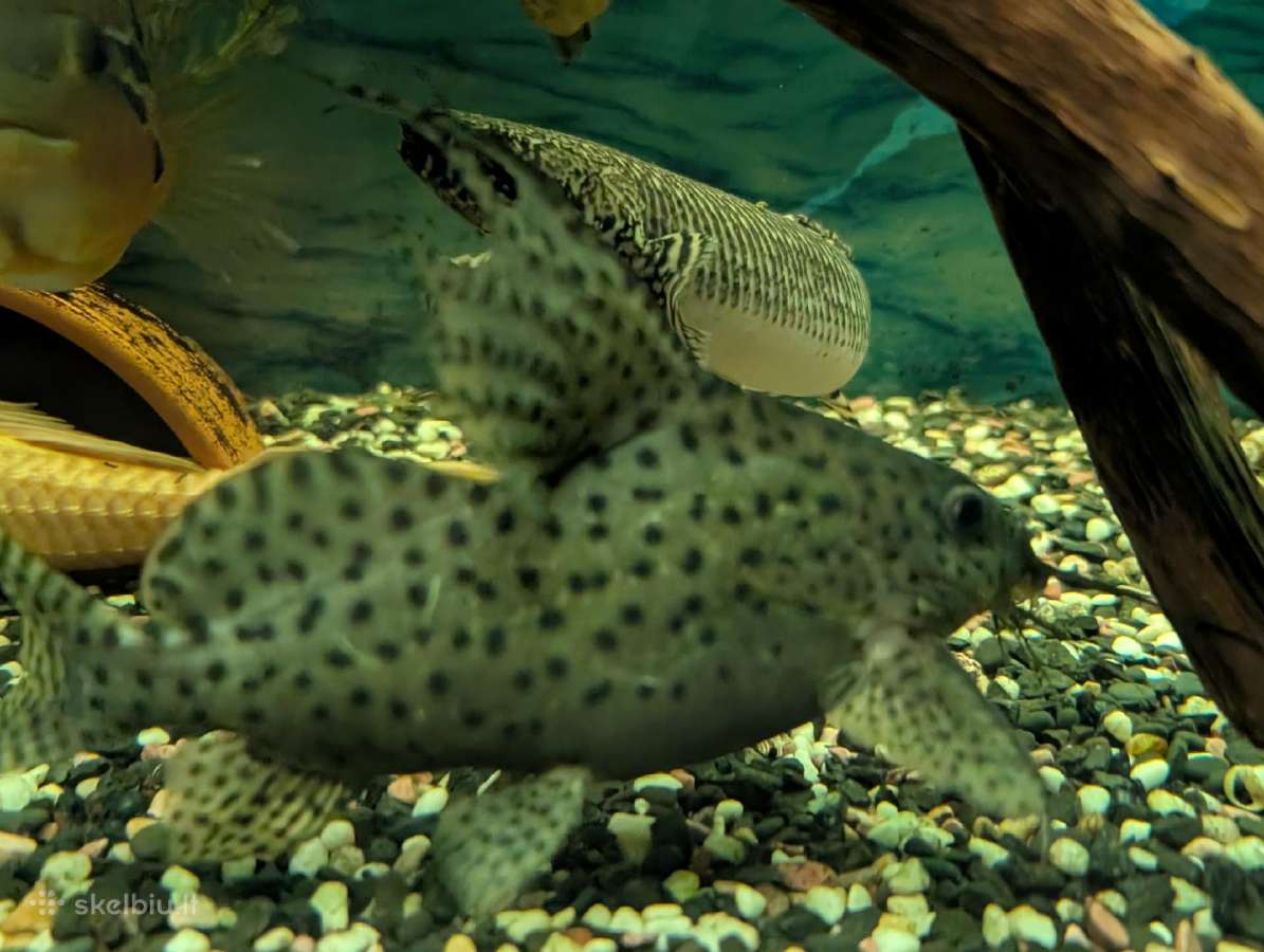 Parduodamos žuvys Synodontis eupterus