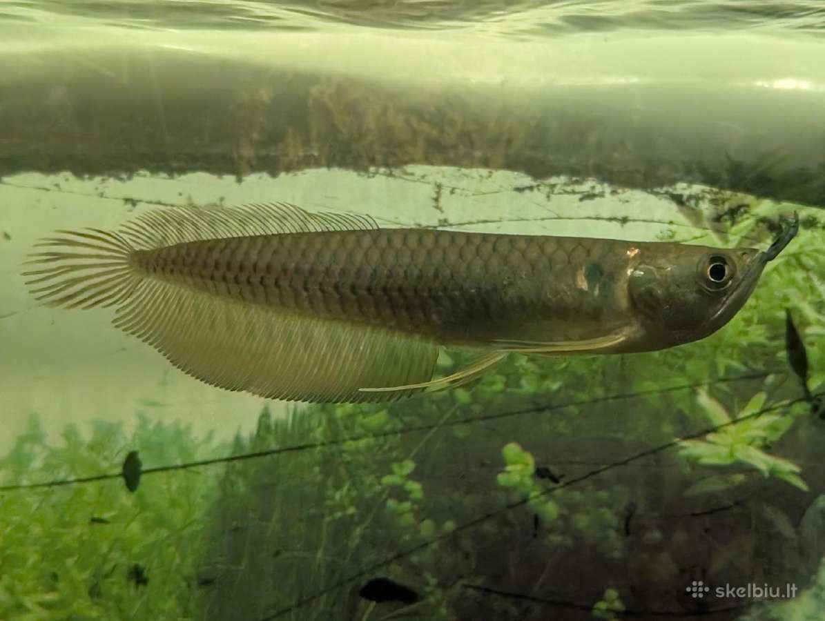 Parduodama žuvis Arowana silver