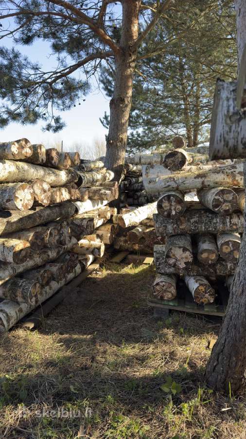 Shiitake grybų rąsteliai (2025 metų) - nuotraukos Nr. 11