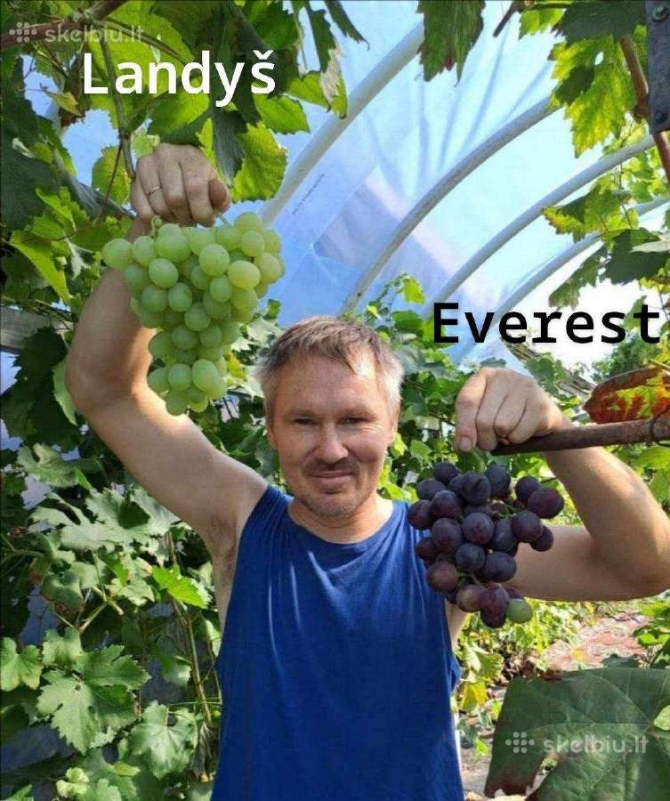 Vynuogių sodinukai