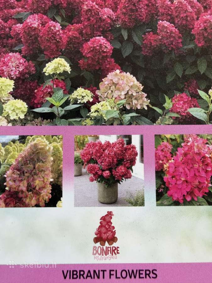 Hortenzijos, Pušys, Tujos,magnolijos, Kiti Augalai