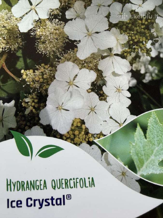 Hortenzijos, Pušys, Tujos,magnolijos, Kiti Augalai - nuotraukos Nr. 2