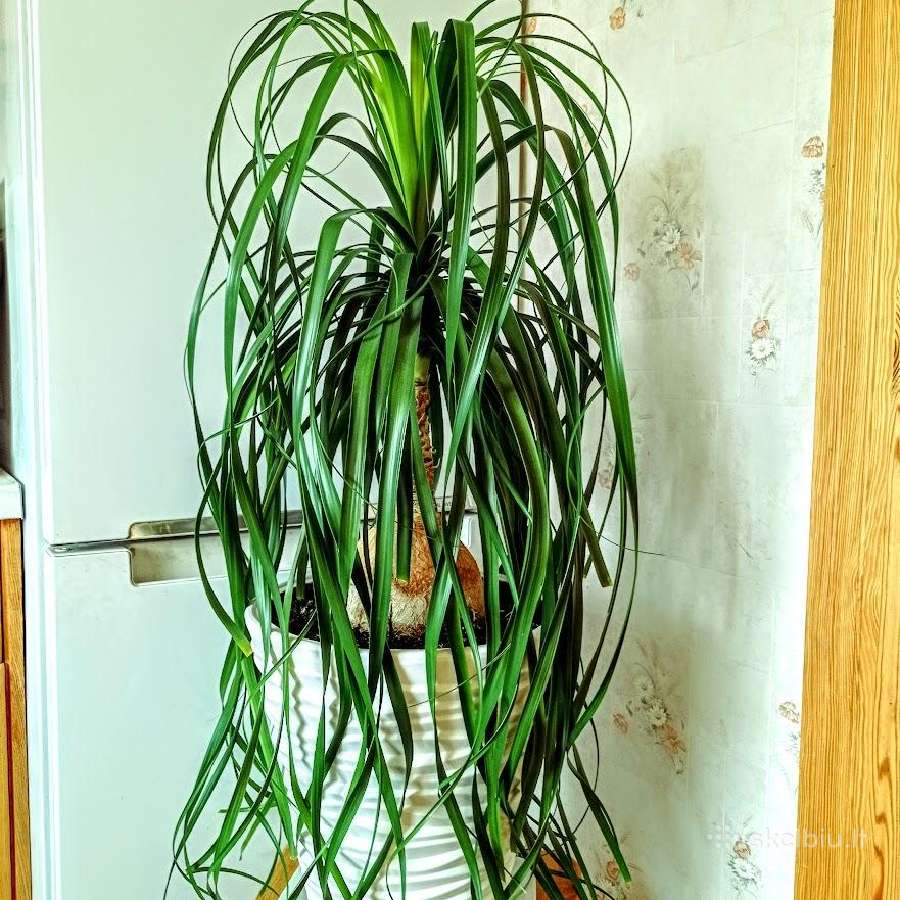 Kambarinė gėlė Nolina