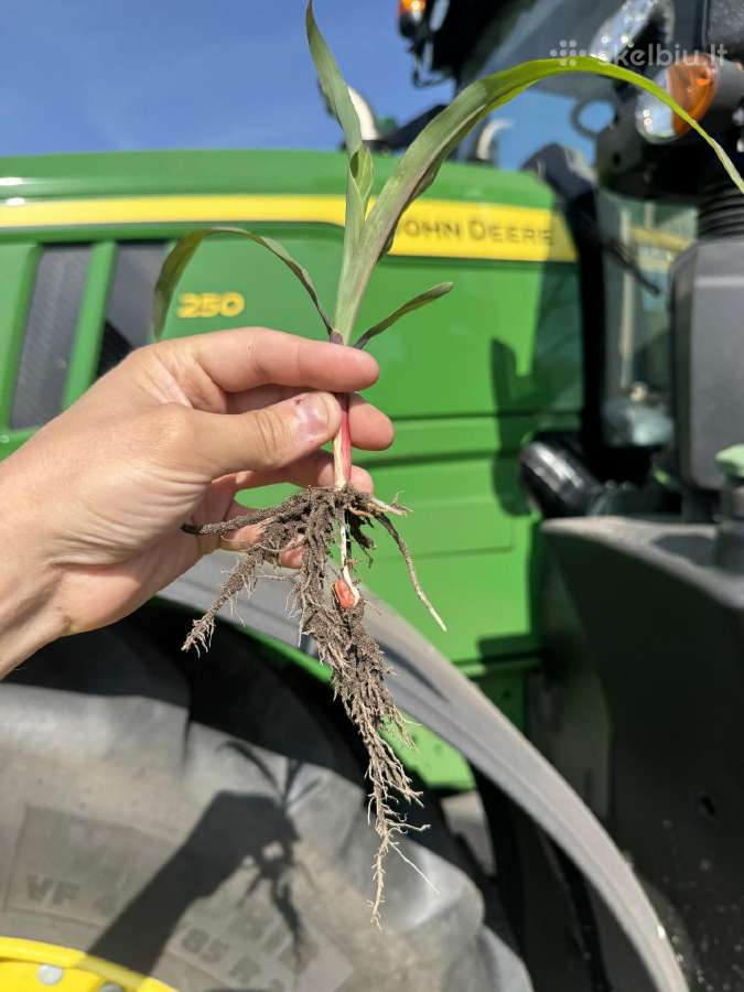 Kukurūzų sėja (+ Strip-till)