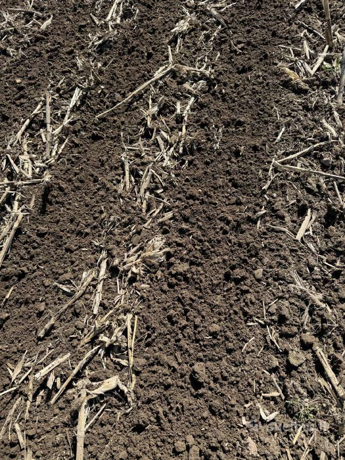 Rapsų sėja (+ Strip-till) - nuotraukos Nr. 9