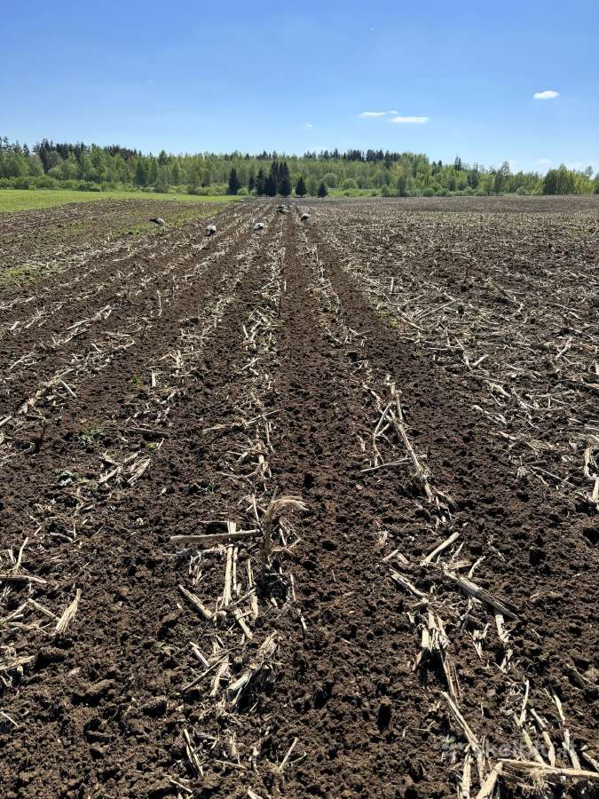 Rapsų sėja (+ Strip-till) - nuotraukos Nr. 10