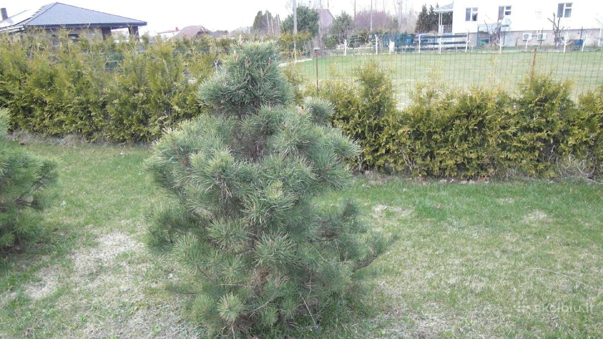 Pušis dekorativinė