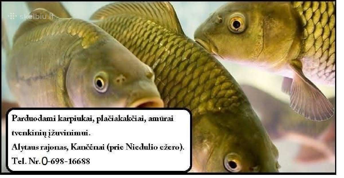 Parduodami karpiukai tvenkinių įžuvinimui