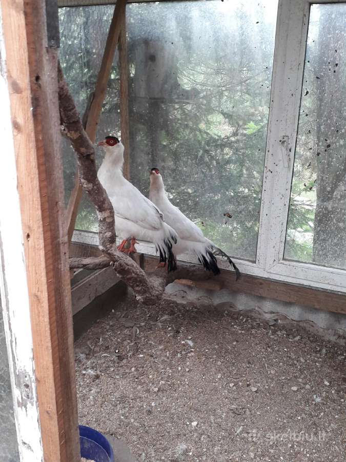 Parduodami Ausiniai fazanai - nuotraukos Nr. 2
