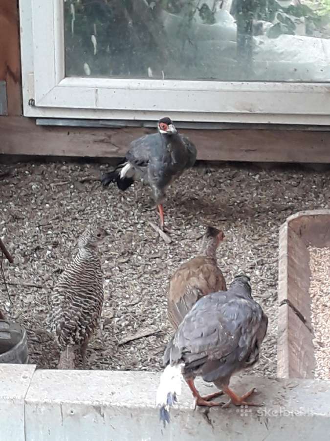 Parduodami Ausiniai fazanai - nuotraukos Nr. 3